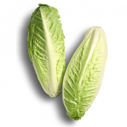 Cogollos de lechuga